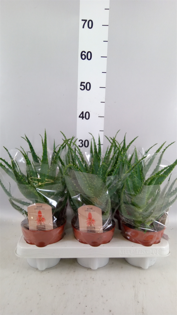 Aloe Arborescens 12Ø 25cm