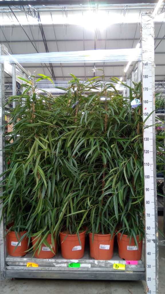 Ficus Alii 27Ø 150cm