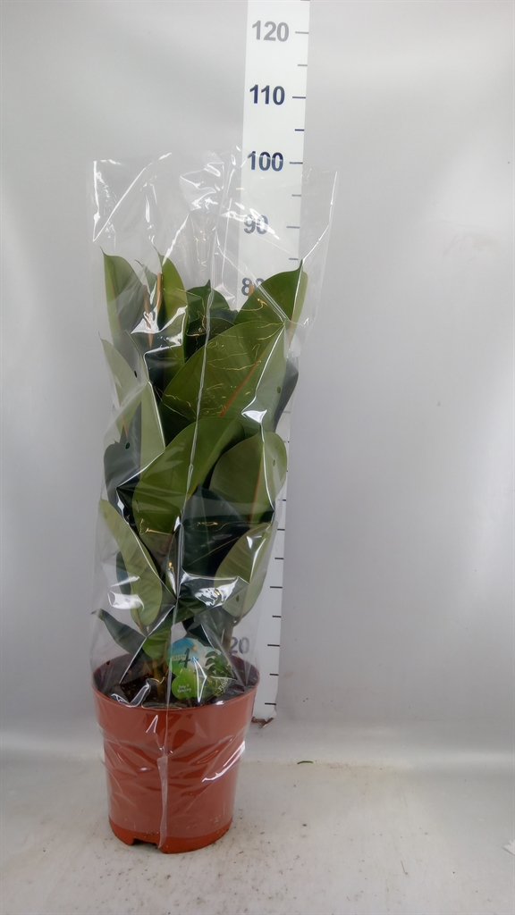 Ficus Robusta 24Ø 85cm