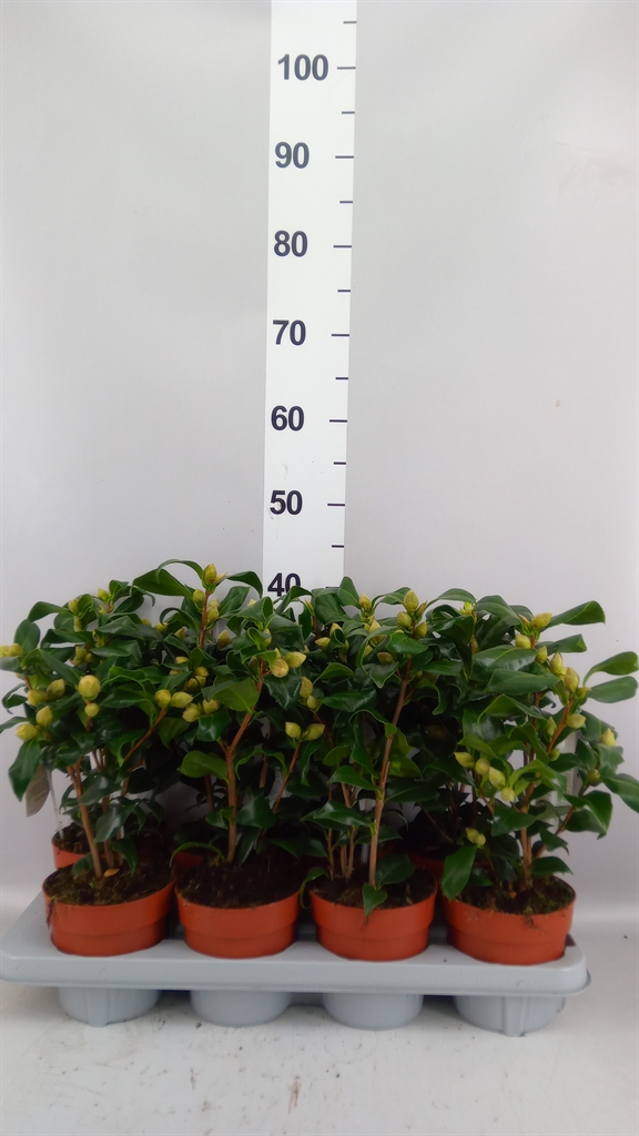 Camellia Japonica Brushfields Yellow 13Ø 35cm