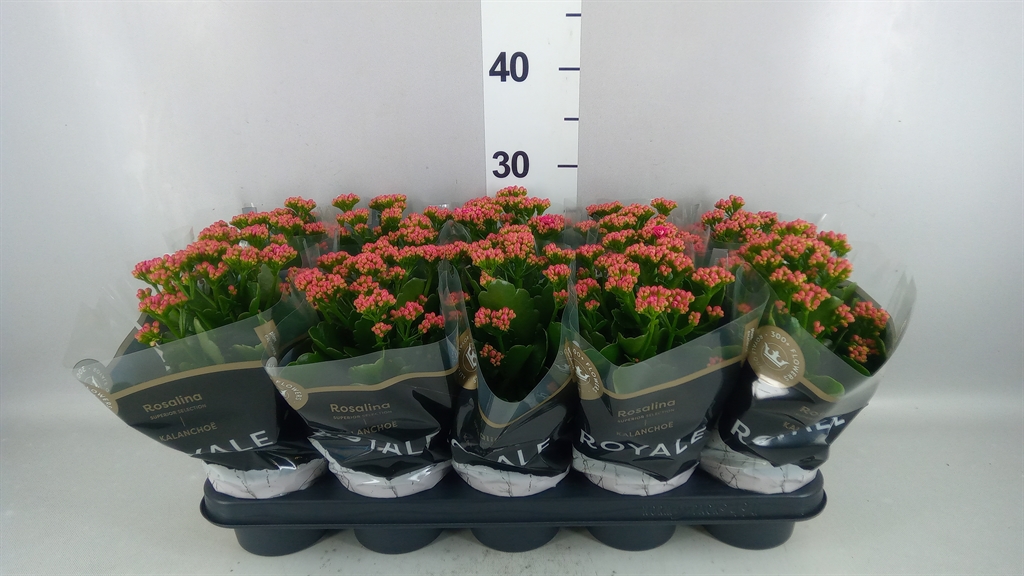 Kalanchoe Double Rosalina Don Victorio 12Ø 27cm