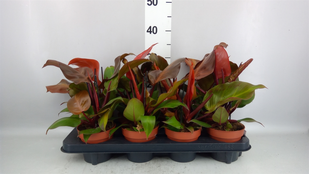 Philodendron Sunlight 12Ø 30cm