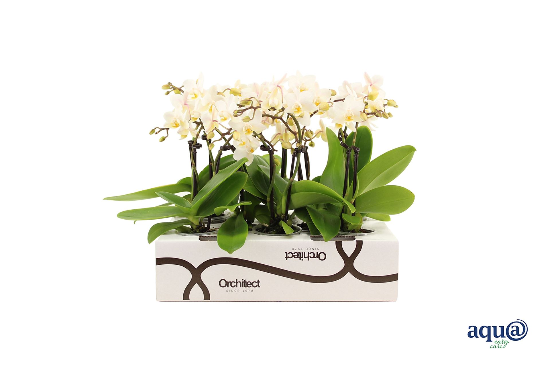 Phalaenopsis Mini 6Ø 17cm 2st