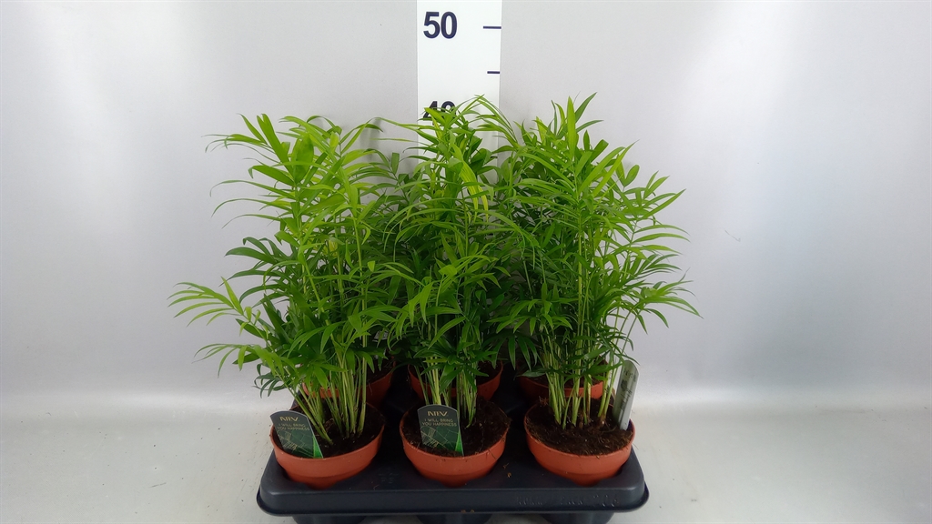 Chamaedorea Elegans 12Ø 40cm