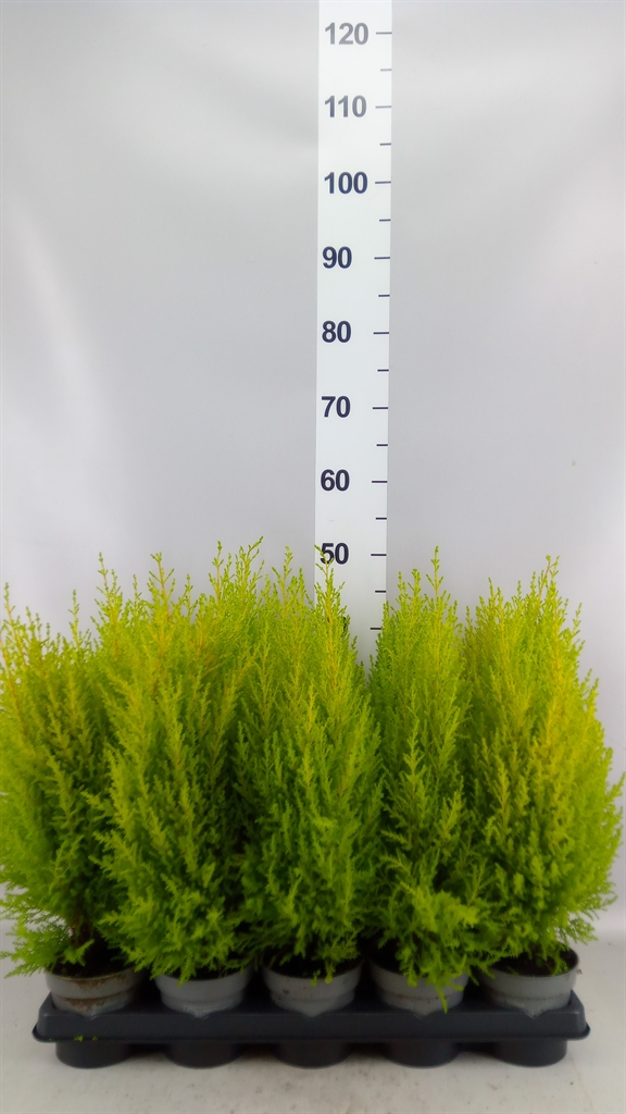 Cupressus Goldcrest Wilma 11Ø 40cm