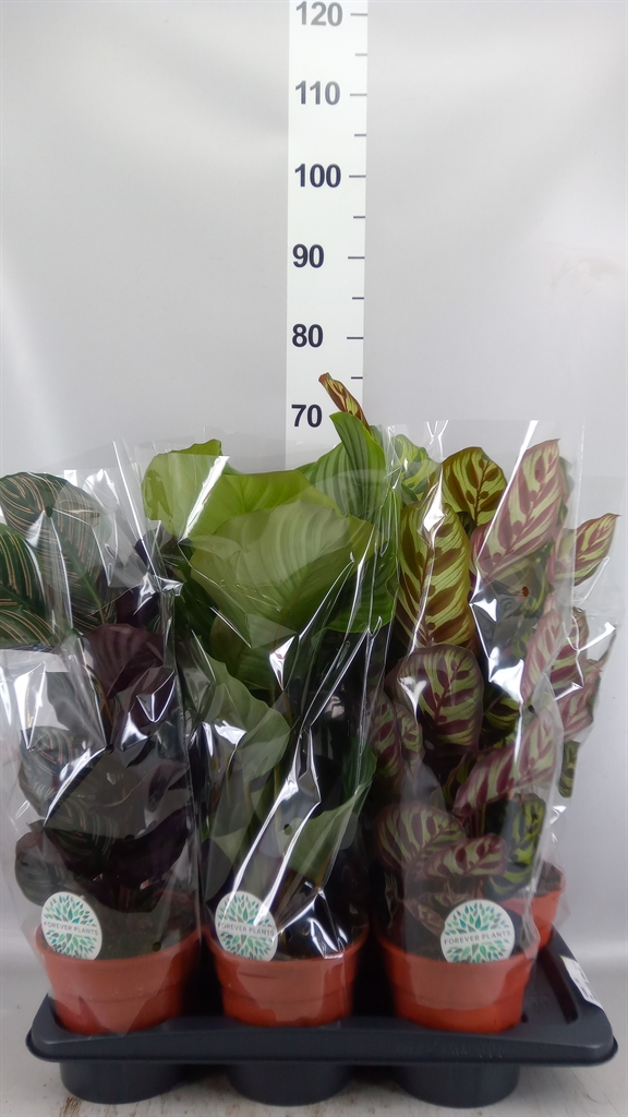 Calathea Mix 17Ø 55cm