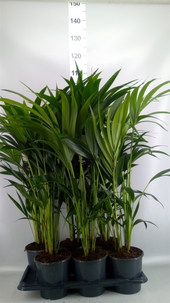 Howea Forsteriana 17Ø 80cm