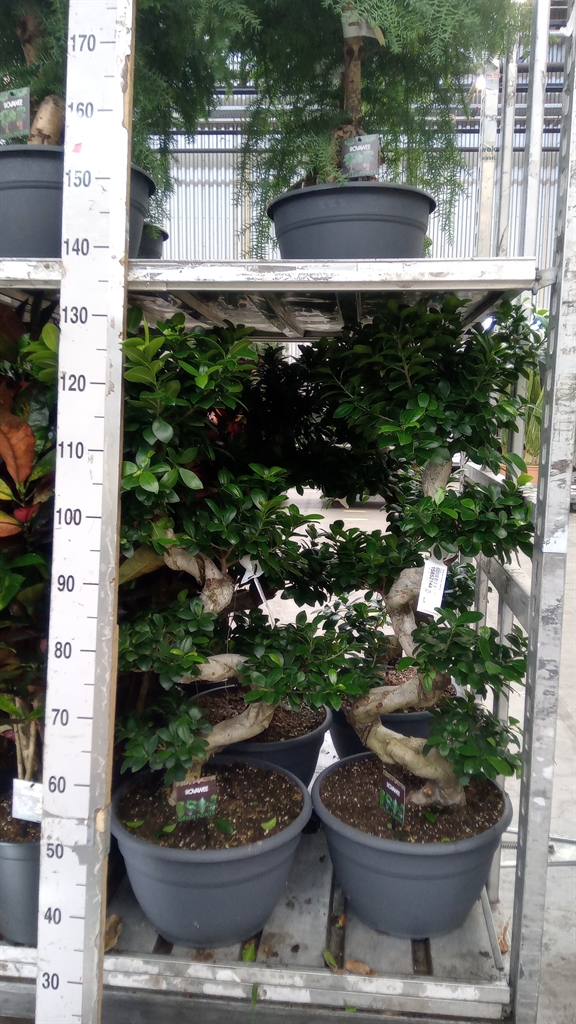 Ficus Microcarpa Ginseng 35Ø 115cm