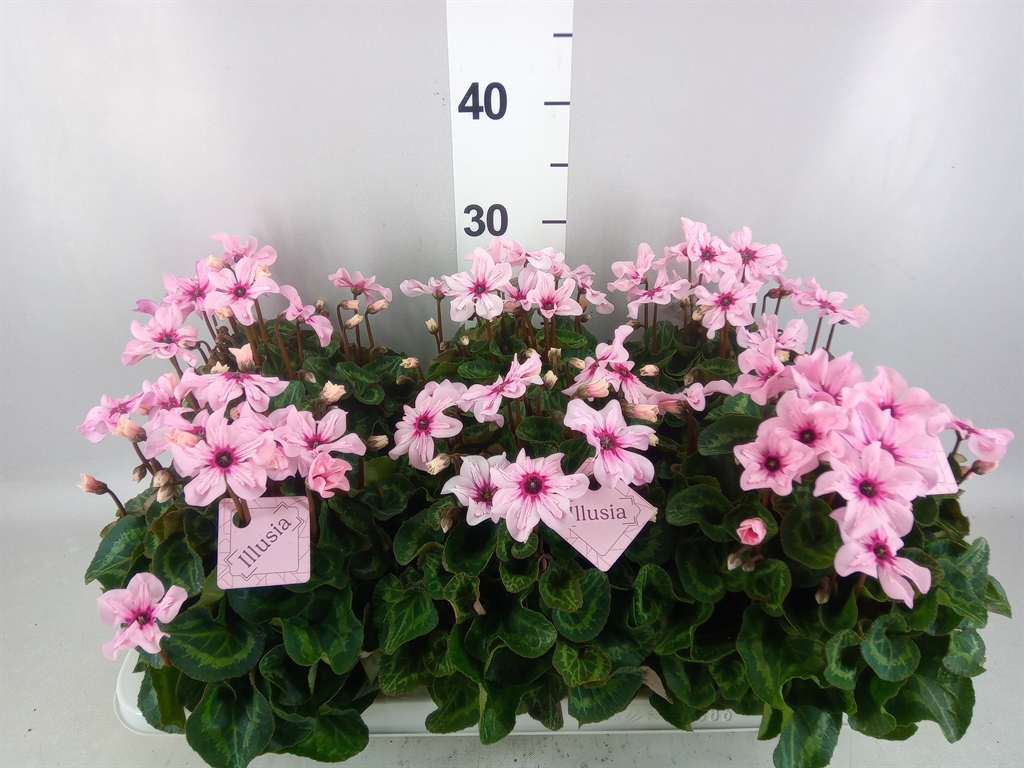 Cyclamen Persicum Illusia 13Ø 25cm