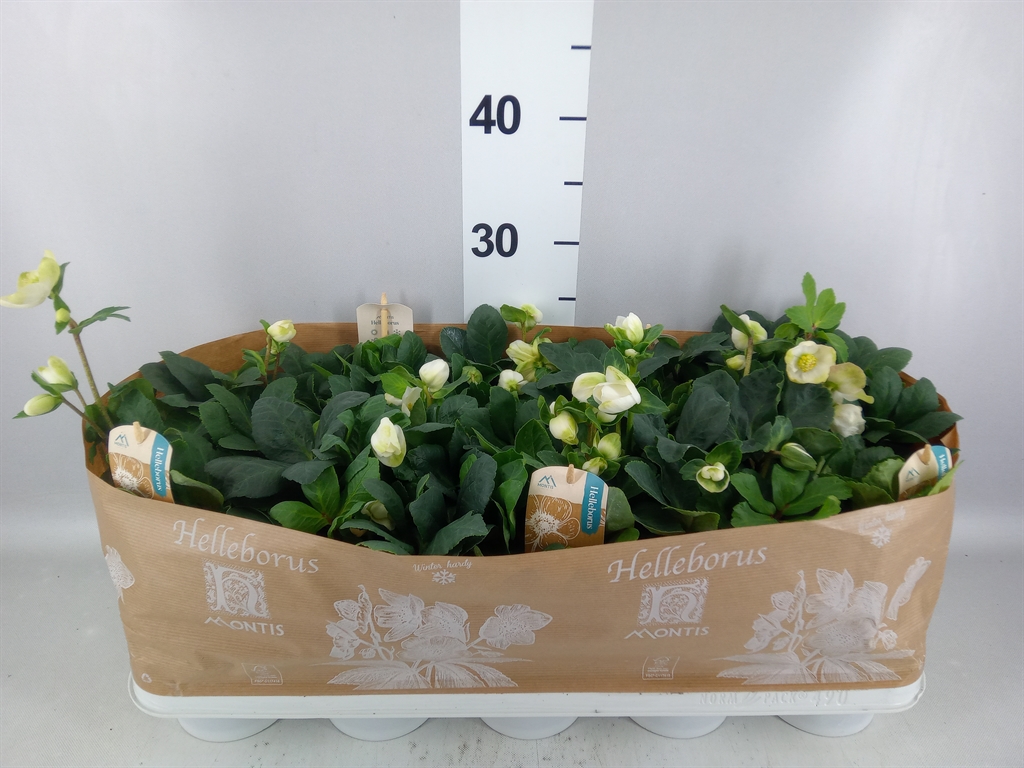 Helleborus Christmas Carol 12Ø 24cm