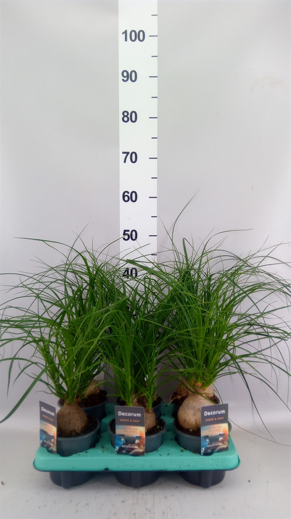 Beaucarnea Recurvata 12Ø 30cm