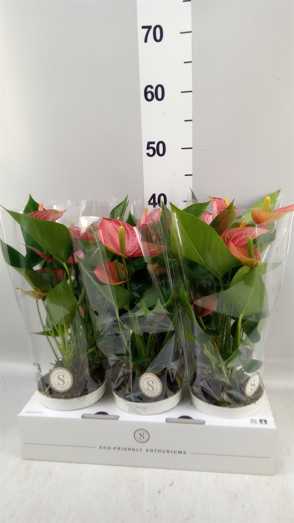 Anthu Liv Brillante 12Ø 40cm