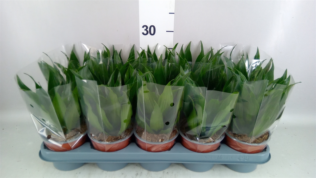 Dracaena Compacta 12Ø 25cm