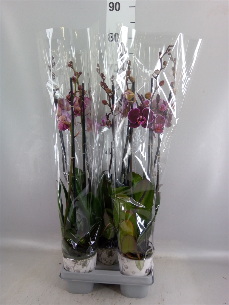 Phalaenopsis Montpellier 12Ø 60cm 2st
