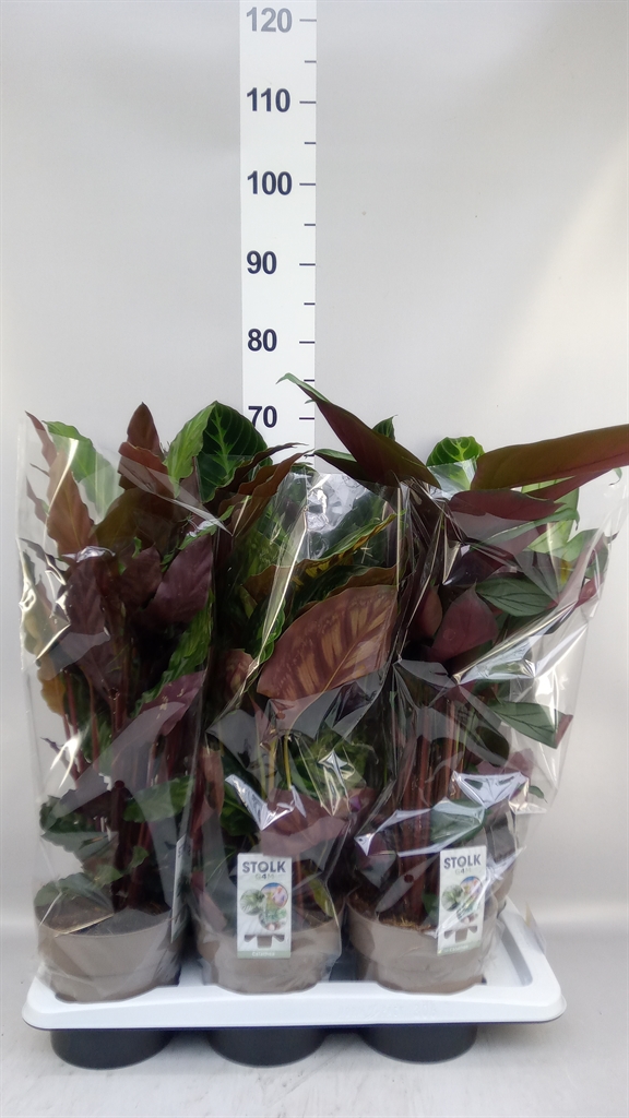 Calathea Mixed 4 Varietys 17Ø 60cm