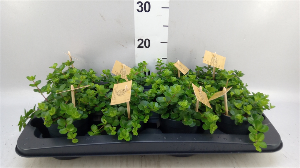 Peperomia Rotundifolia 10Ø 15cm
