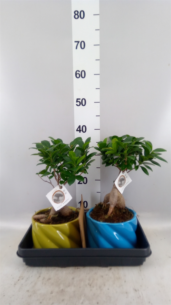 Ficus Microcarpa Ginseng 17Ø 40cm