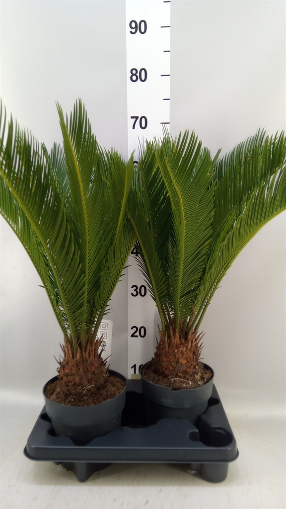 Cycas Revoluta 17Ø 65cm