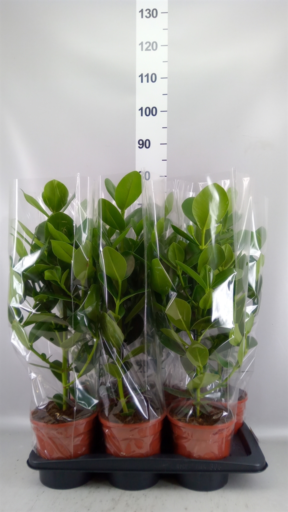Clusia Princess 17Ø 70cm