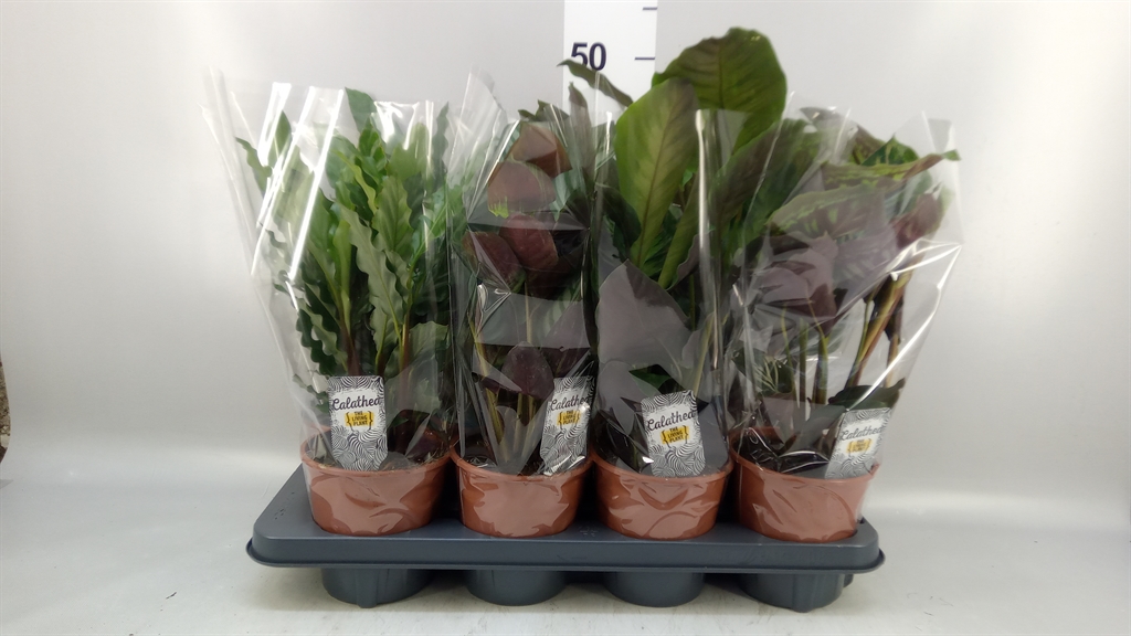 Calathea Mixed 3 Varietys 14Ø 40cm