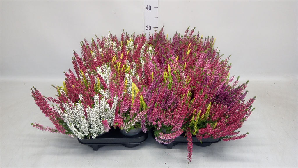 Calluna Beauty Ladies Mix In Pot 3 Colours 11Ø 25cm