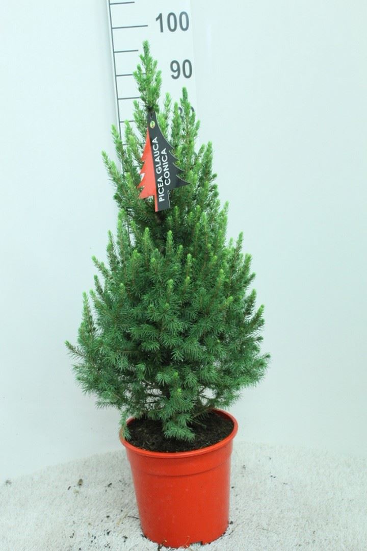 Picea Conica 24Ø 95cm