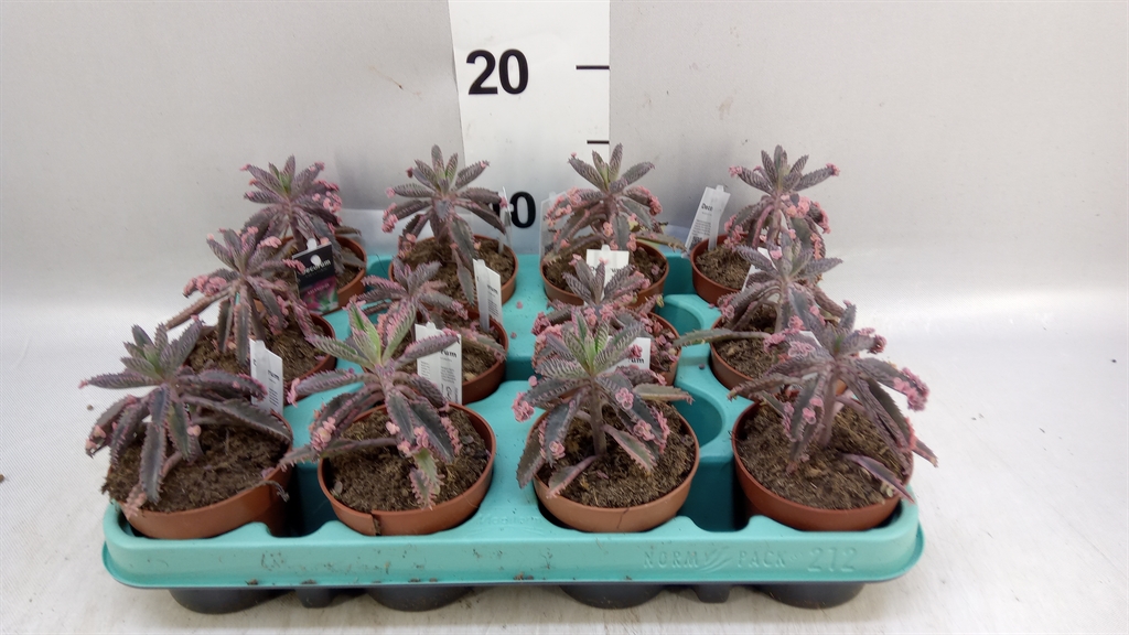 Kalanchoe Tubiflora 8Ø 18cm