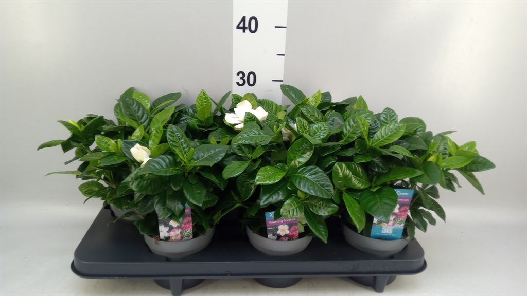 Gardenia 13Ø 28cm