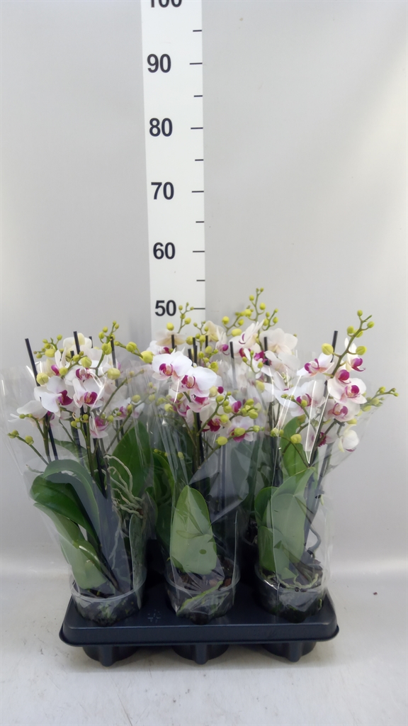 Phalaenopsis Multiflora Safe Haven 12Ø 47cm 3st