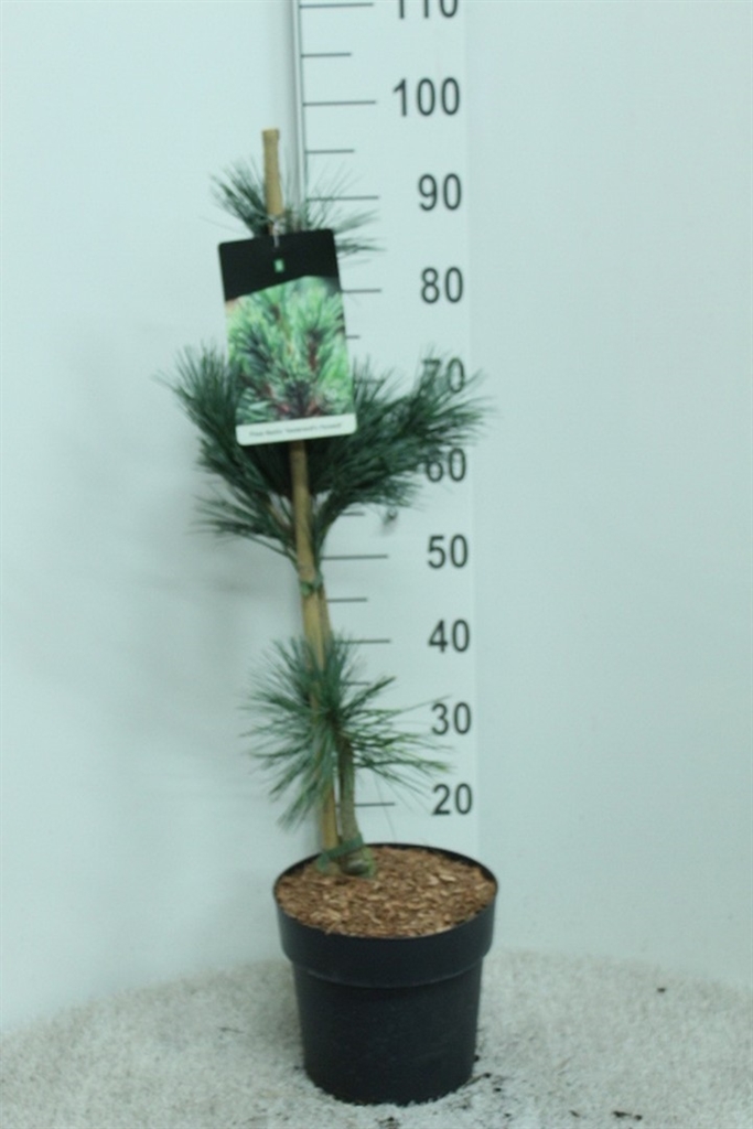 Pinus Overig 23Ø 90cm