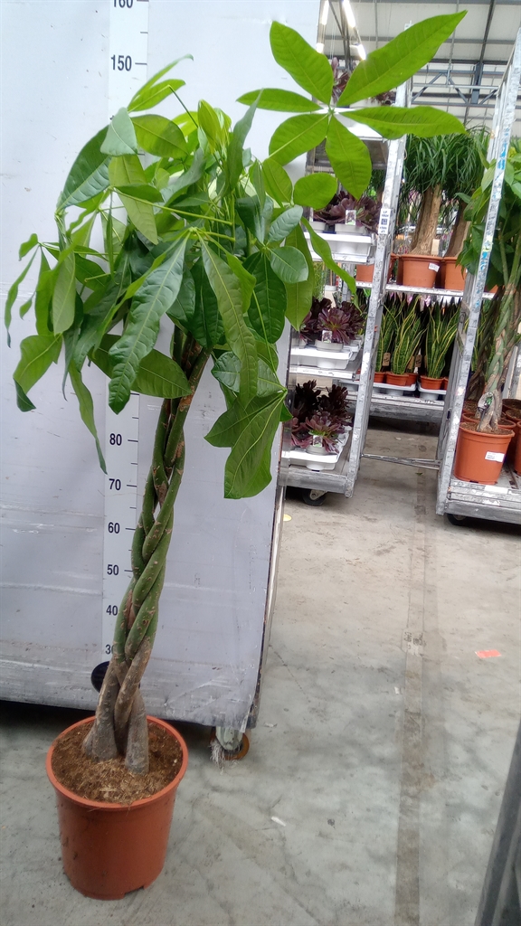 Pachira Aquatica 27Ø 150cm