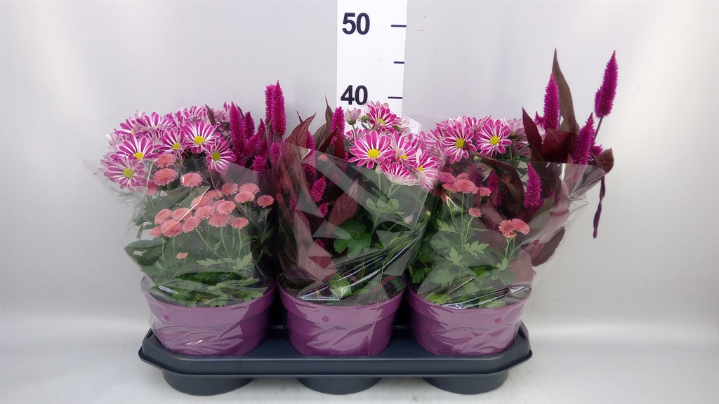 Bedding Plants Mix 19Ø 36cm