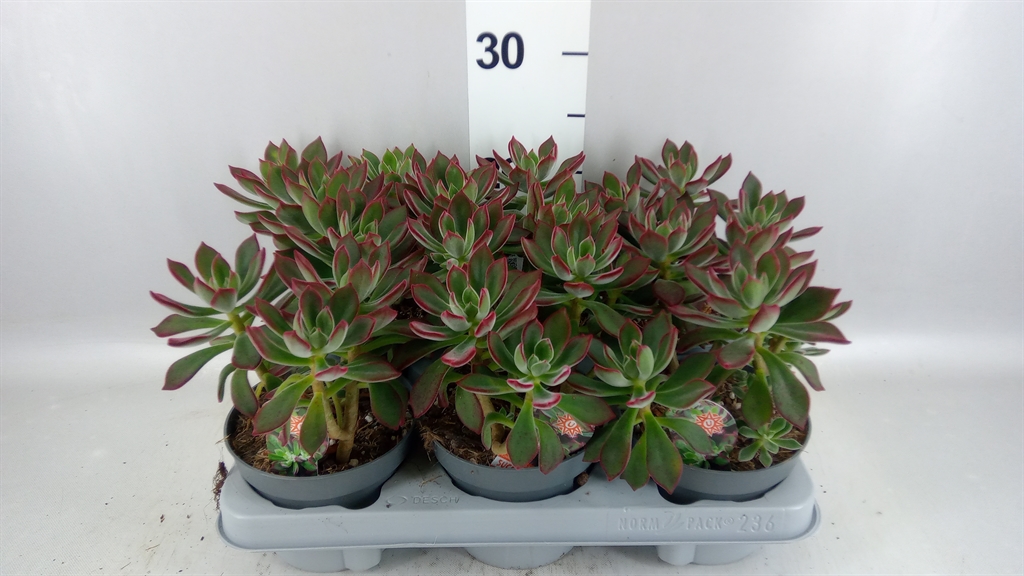 Echeveria Devotion 13Ø 15cm