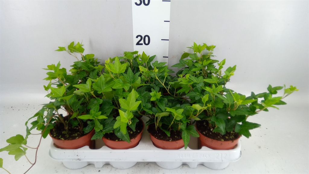 Hedera Helix Shamrock 9Ø 5cm