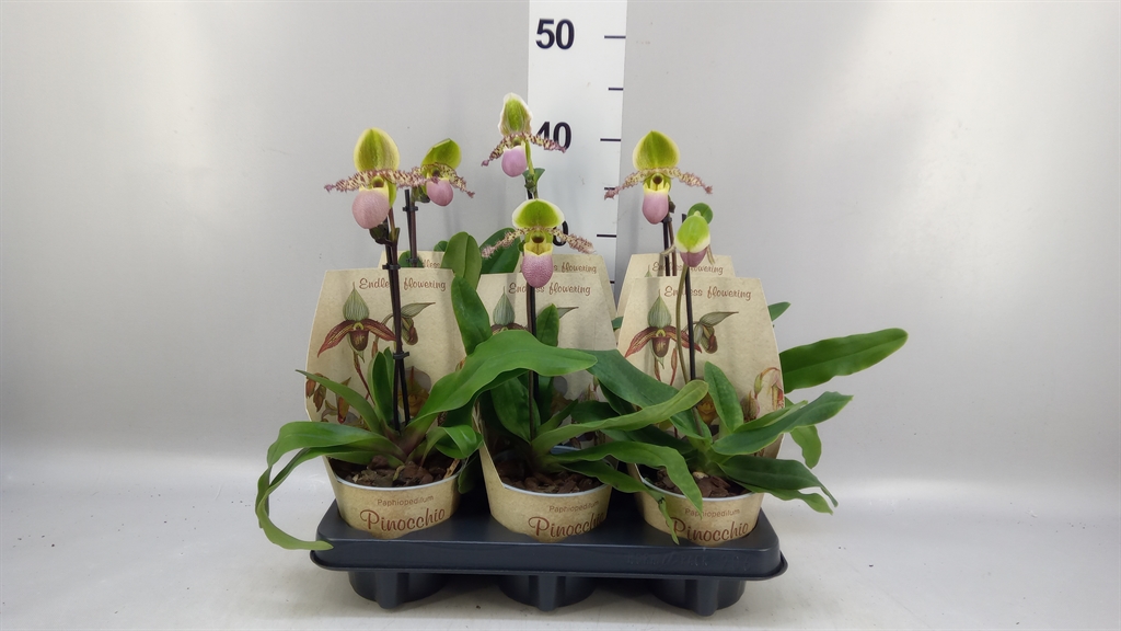 Paphiopedilum America Mix 12Ø 35cm