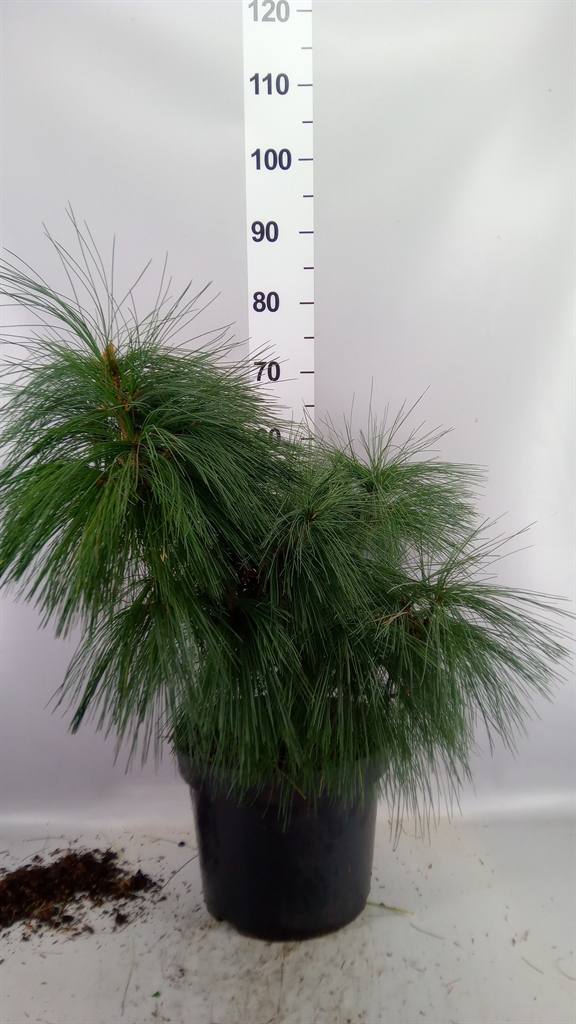 Pinu Schwerinii 28Ø 50cm