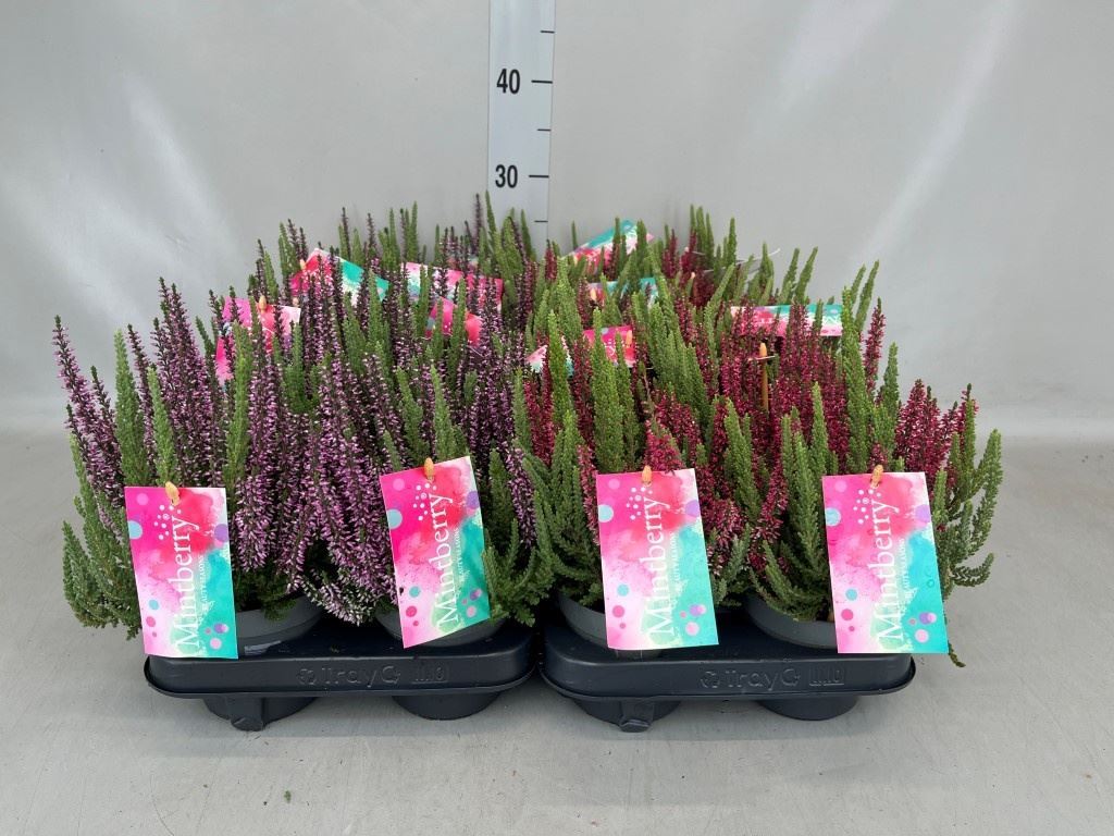 Calluna Beauty Ladies Mix 11Ø 20cm