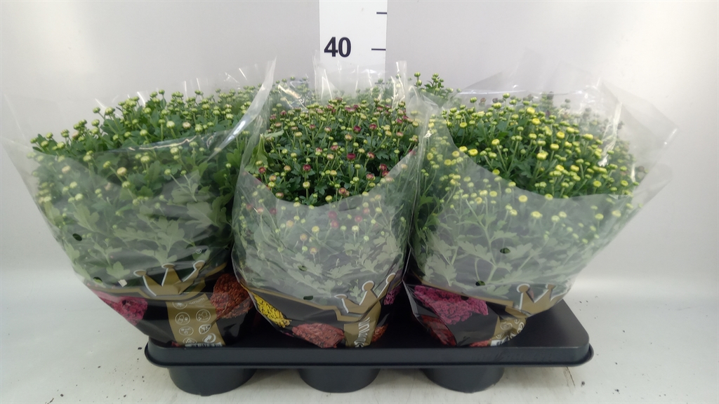 Chrysanthemum Jasoda Mix 15Ø 35cm