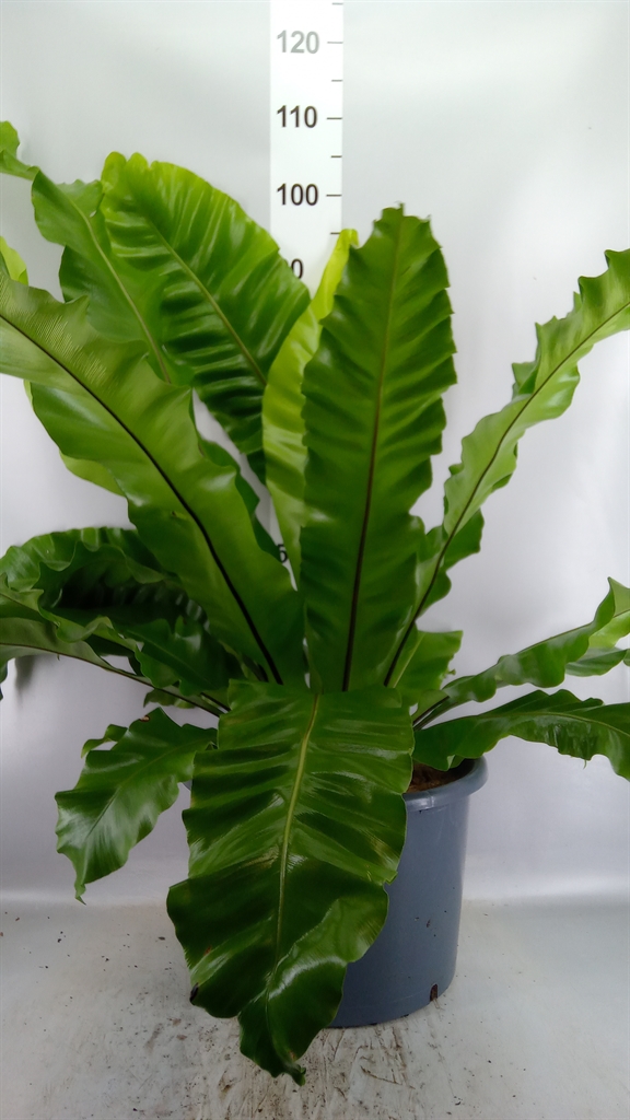 Asplenium Nidus 37Ø 85cm