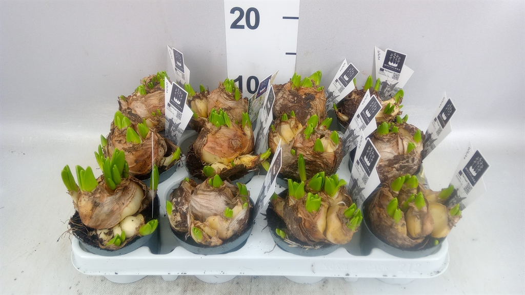 Hyacinthus Asst X3 Upc Sleeved