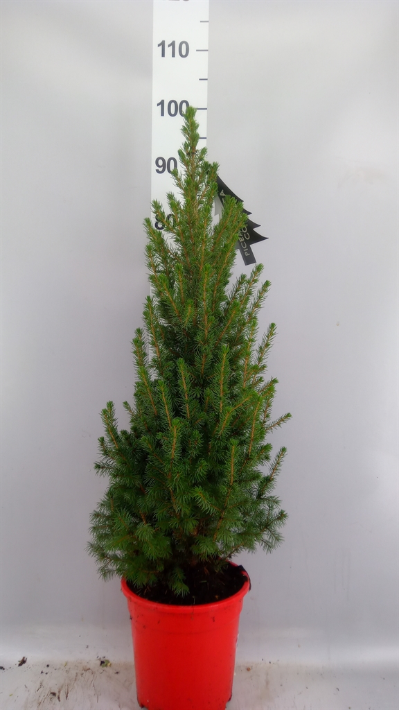 Picea Conica 21Ø 100cm