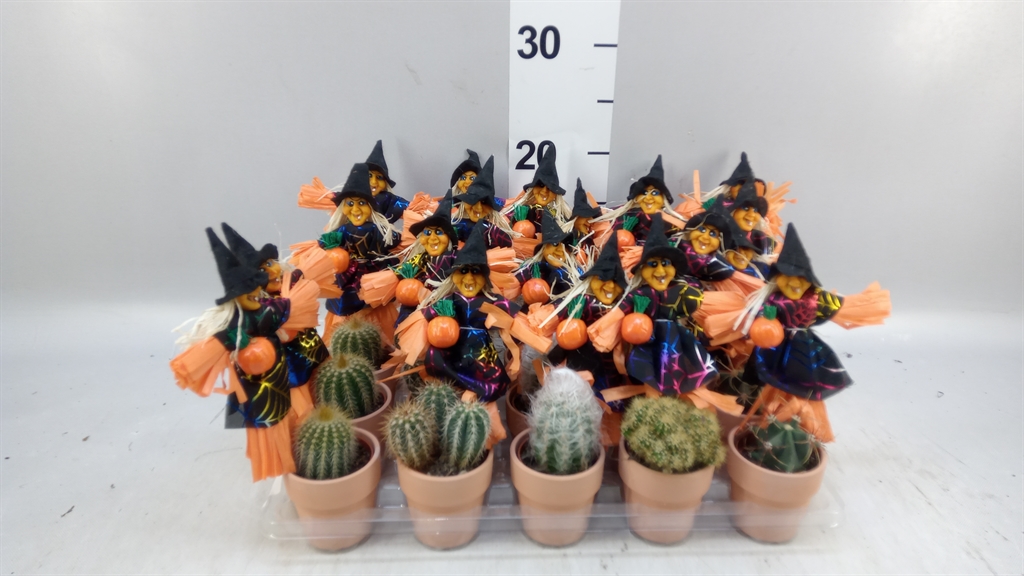 Cactus Mix 5Ø 10cm