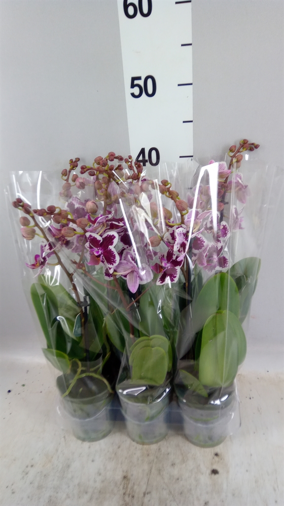 Phal Mf Ov 9Ø 35cm