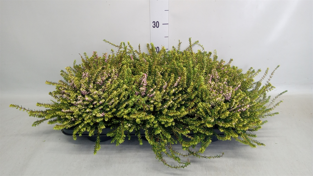 Erica Darleyensis Darley Dale 13Ø 20cm