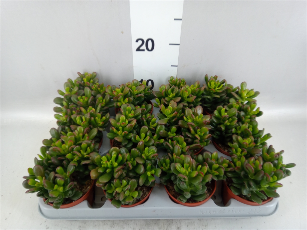Crassula Gandalf 8Ø 10cm