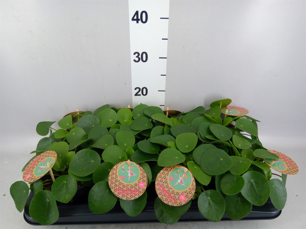 Pilea Peperomoides 12Ø 20cm