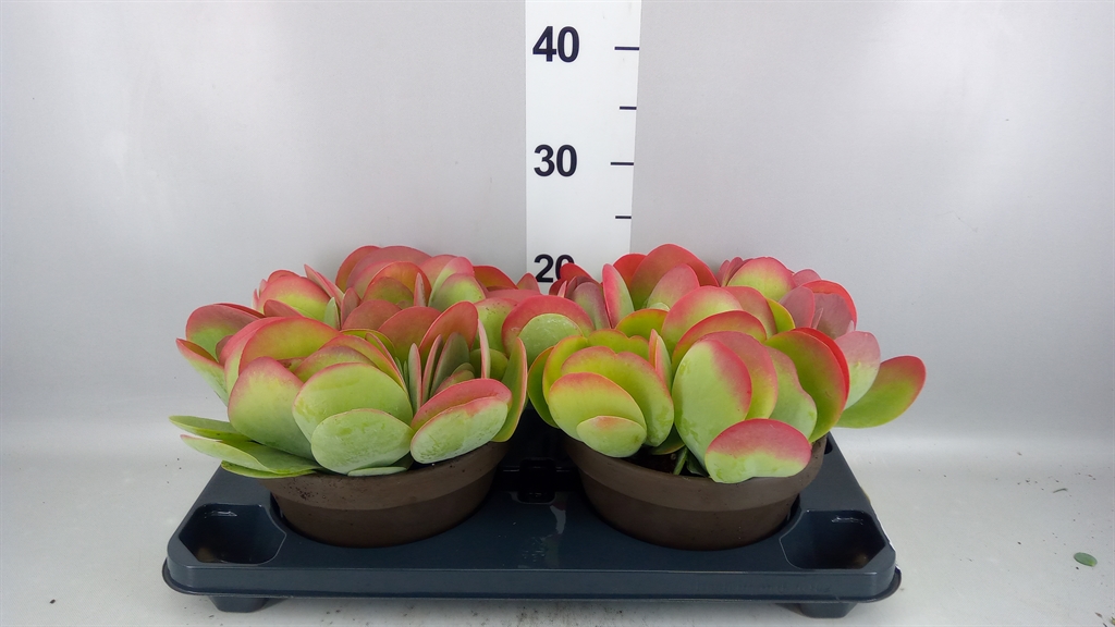 Kalanchoe Thyrsiflora 22Ø 22cm