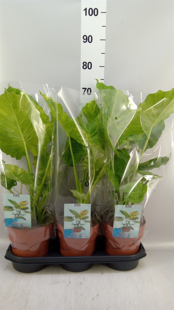 Alocasia Overig 19Ø 75cm