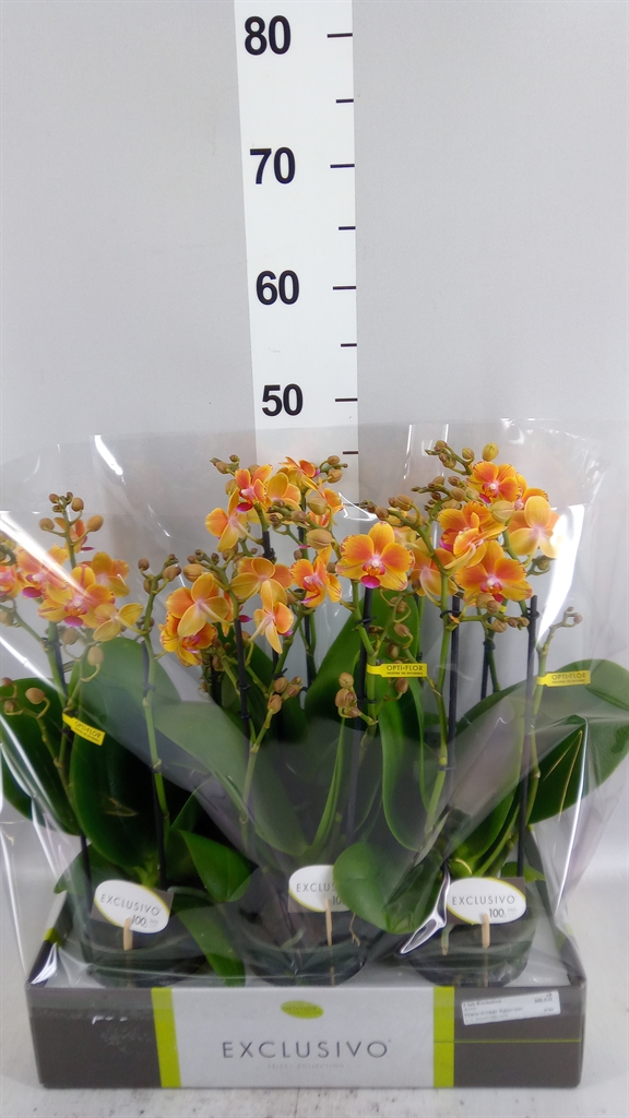 Phal Mf Ov Oranje 12Ø 45cm