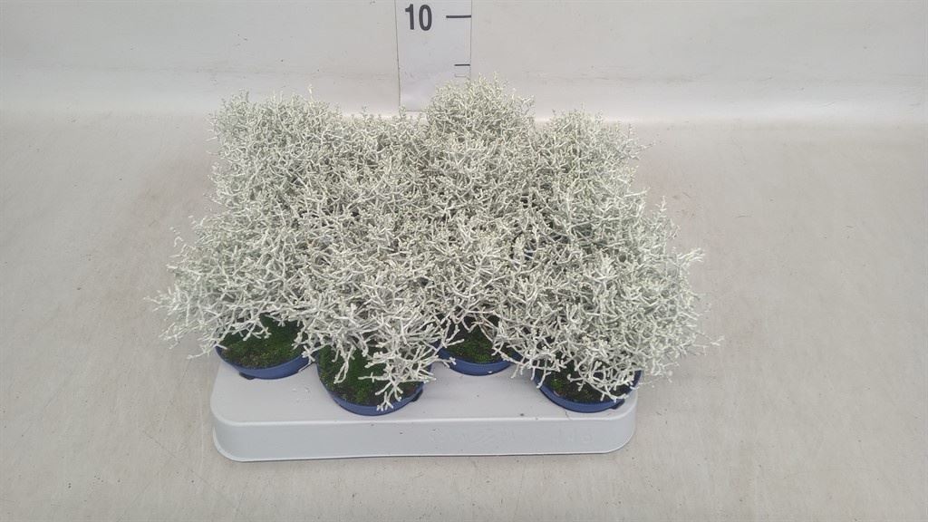 Leucophyta Brownii 7Ø 15cm